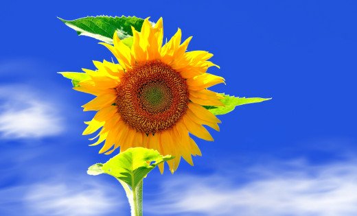 798203 (a): :2000x1211